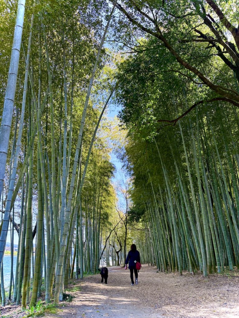 岐阜県 かぐや姫の散歩道