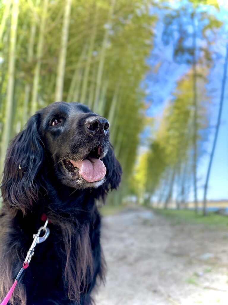 岐阜県 かぐや姫の散歩道
