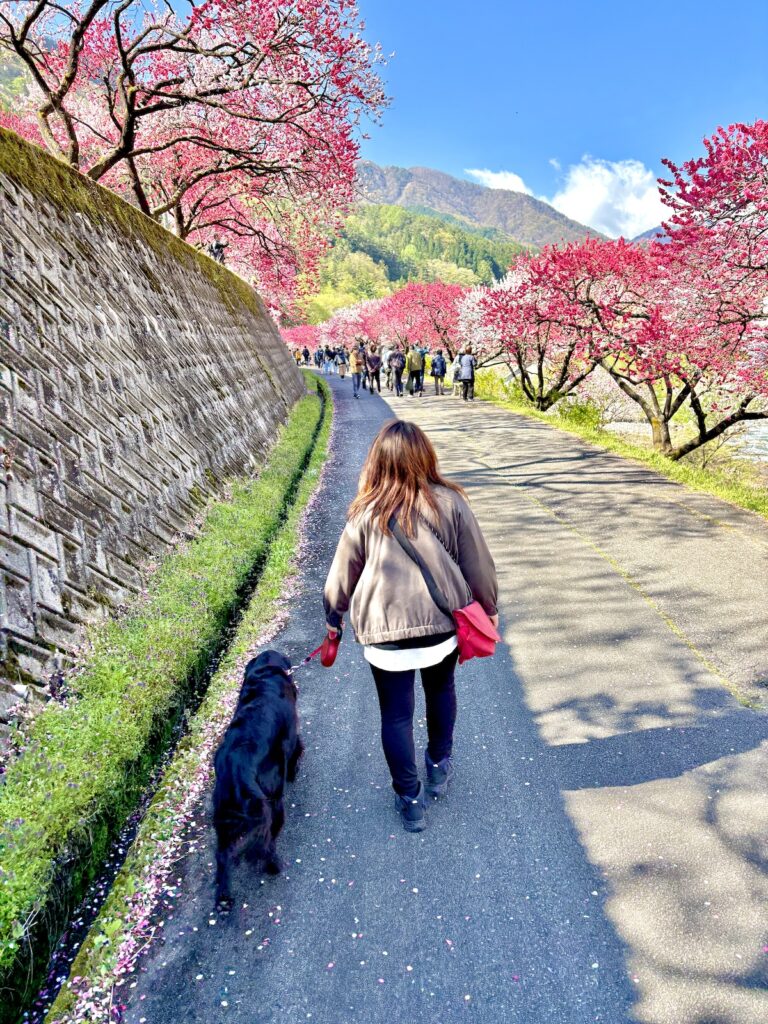 阿智村　花桃の里