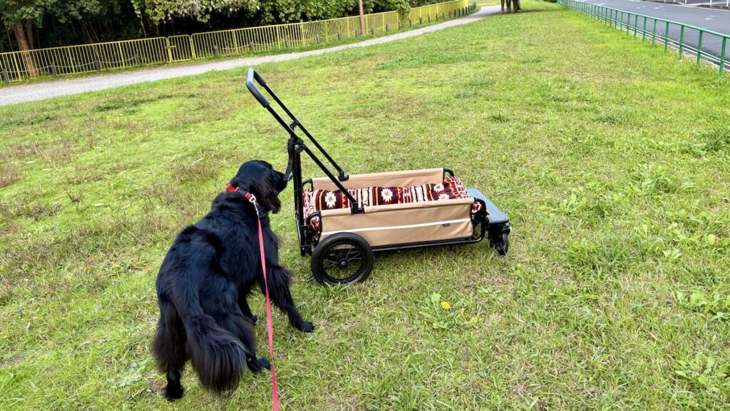 AIRBUGGY CARRIAGE エアーバギー フラットコーテッドレトリバー