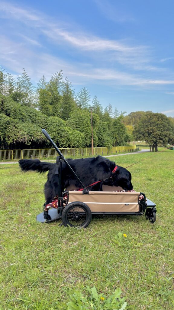 AIRBUGGY CARRIAGE エアーバギー フラットコーテッドレトリバー