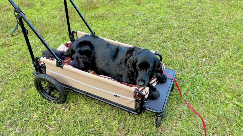 AIRBUGGY CARRIAGE エアーバギー フラットコーテッドレトリバー