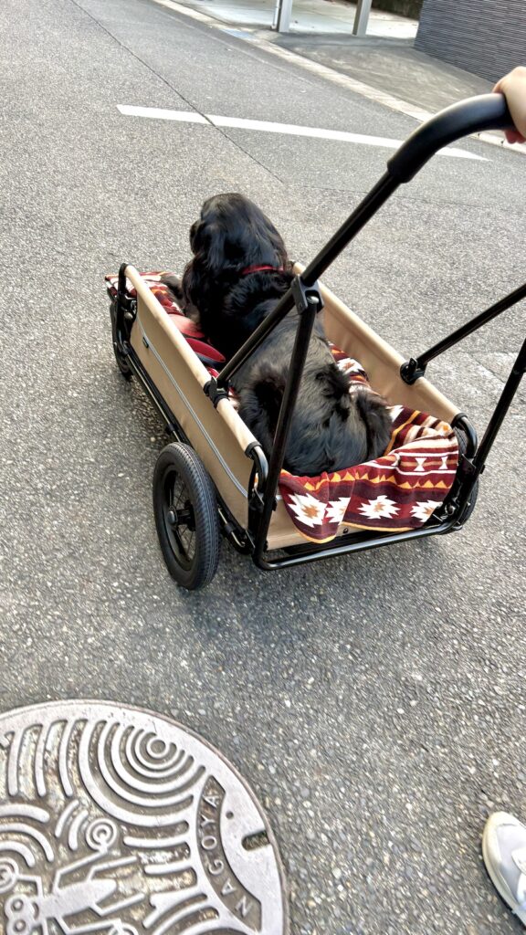 AIRBUGGY CARRIAGE エアーバギー フラットコーテッドレトリバー