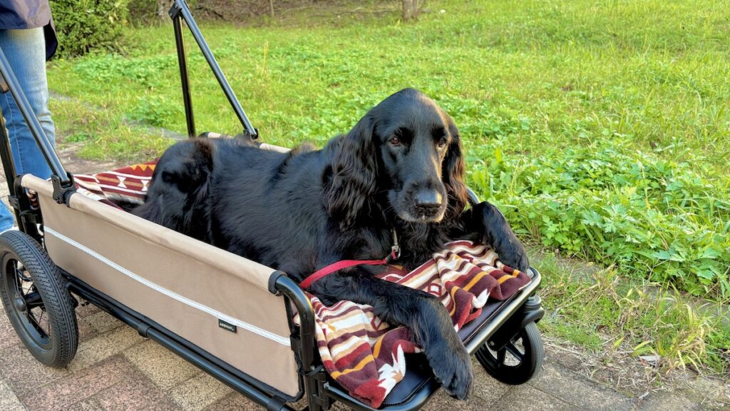 AIRBUGGY CARRIAGE エアーバギー フラットコーテッドレトリバー