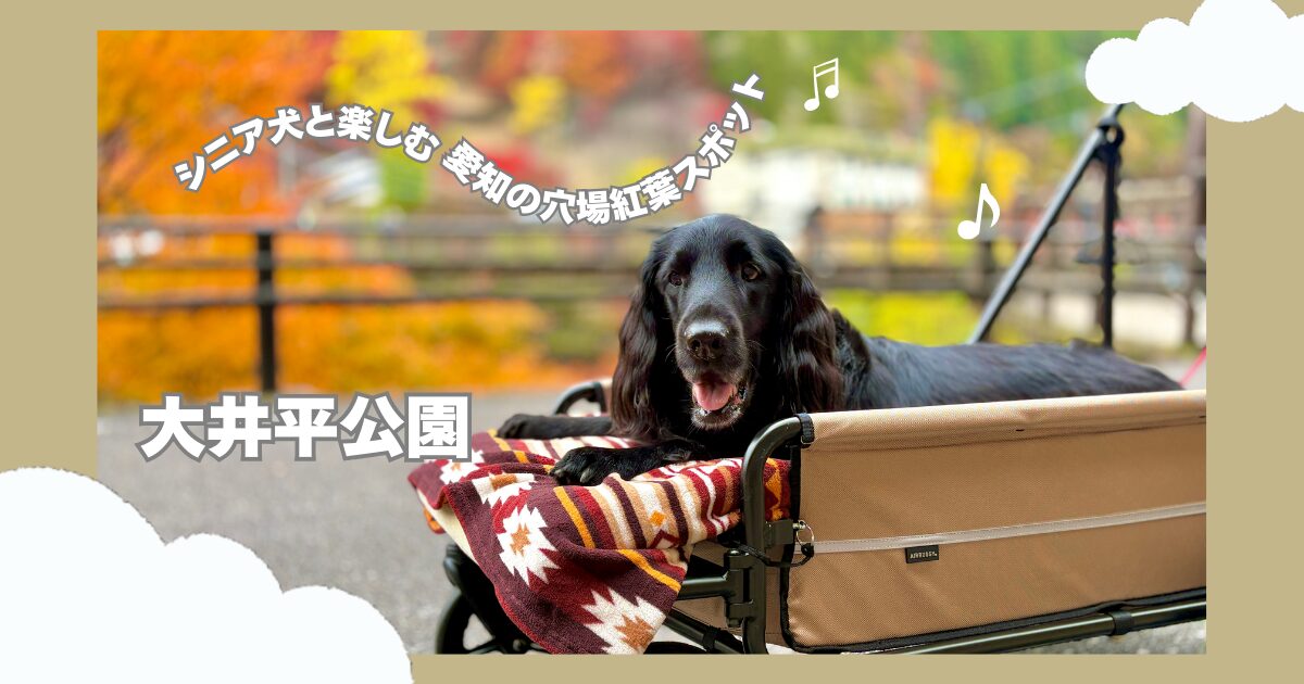 愛知県の大井平公園で犬と紅葉を楽しむ様子。大型犬も散歩できる紅葉の穴場スポット。