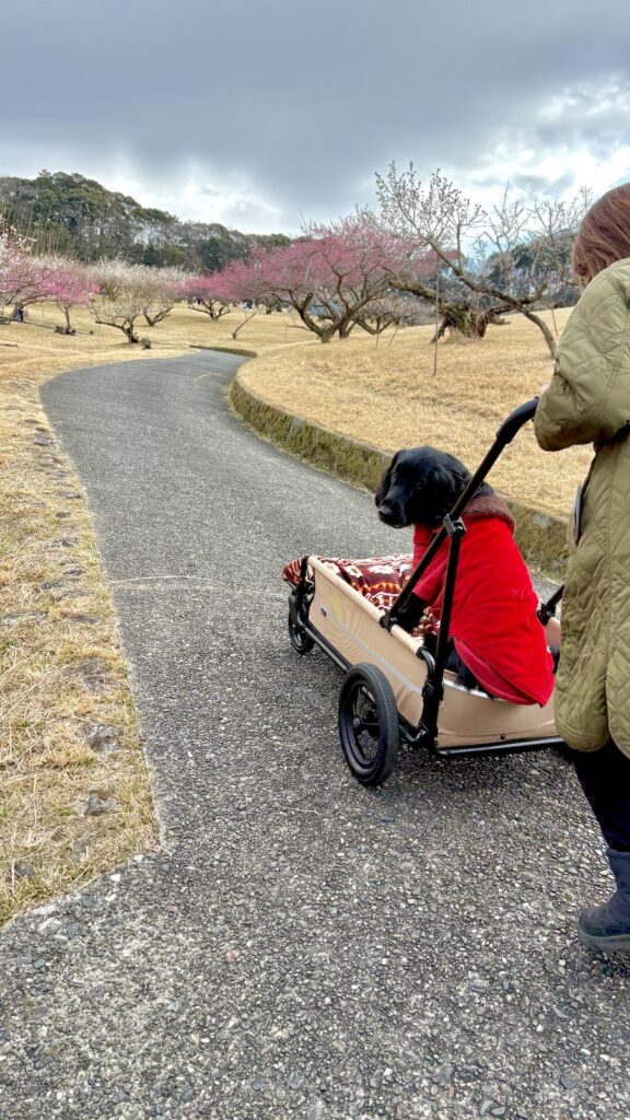 静岡県 豊岡梅園 紅梅 2月下旬 わんこ連れ散歩