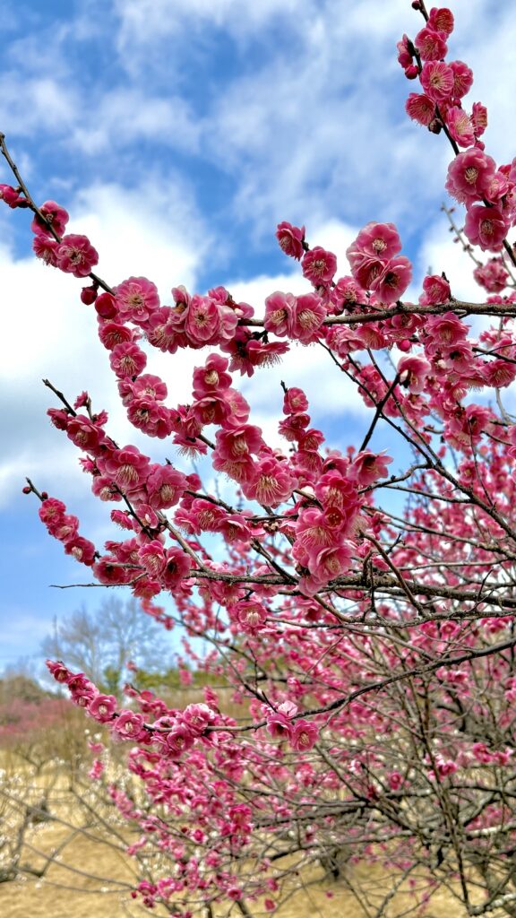 静岡県 豊岡梅園 紅梅 2月下旬 わんこ連れ散歩