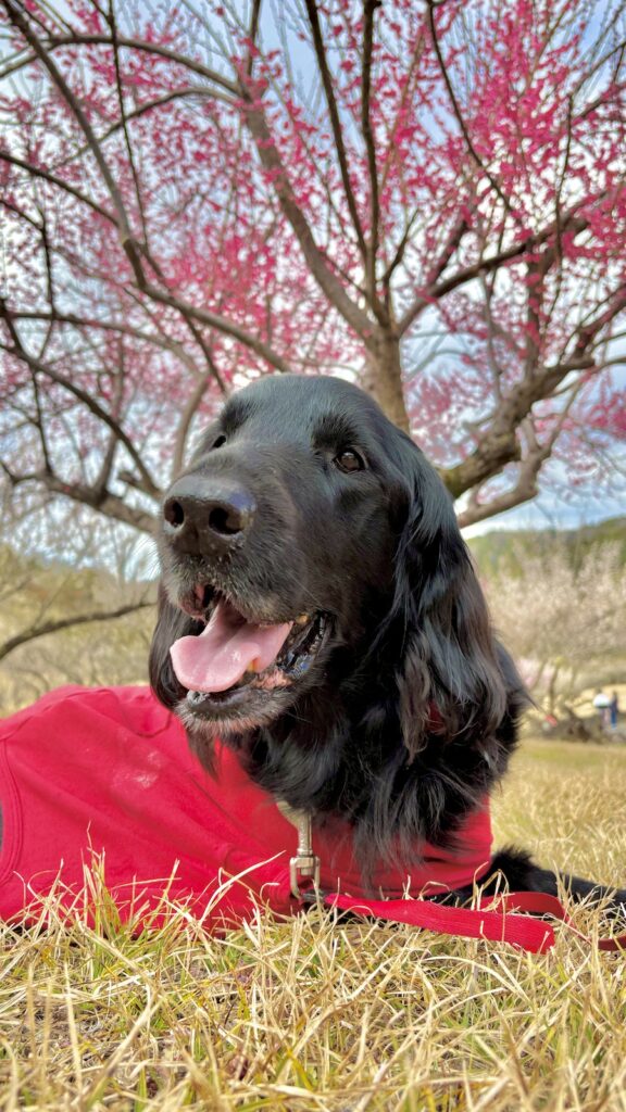 静岡県 豊岡梅園 紅梅 2月下旬 わんこ連れ散歩