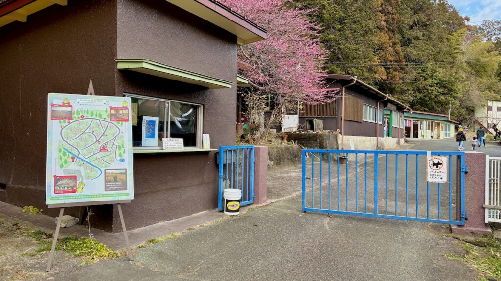 静岡県 豊岡梅園 紅梅 2月下旬 わんこ連れ散歩