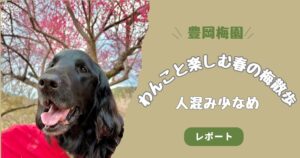 豊岡梅園 フラットコーテッドレトリバー