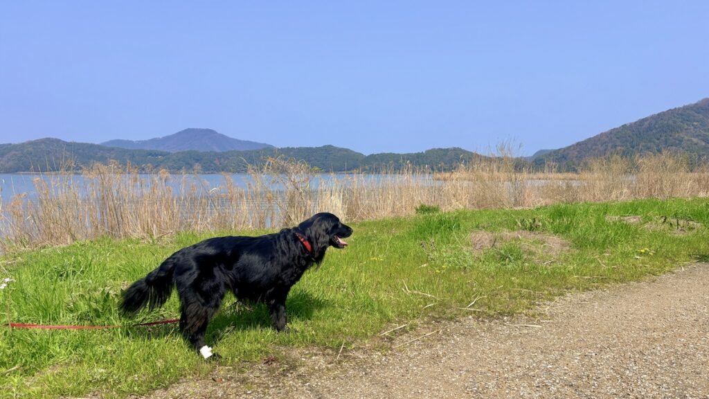 三方五湖　フラットコーテッドレトリバー