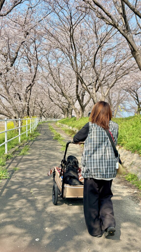 大榑川堤の桜並木
