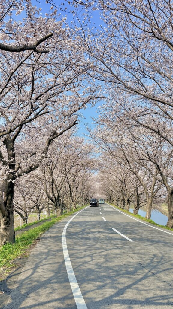 大榑川堤の桜並木