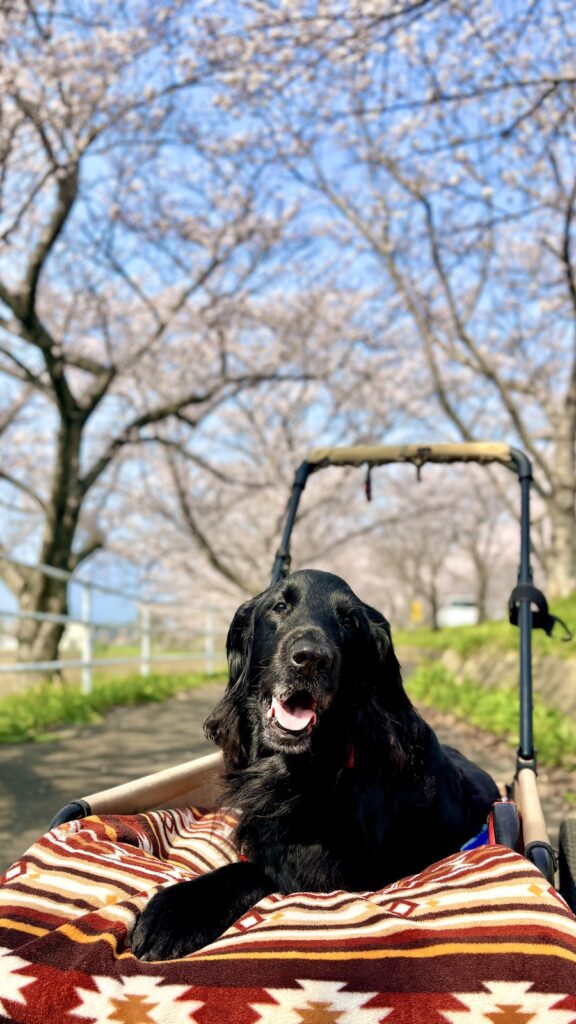 大榑川堤の桜並木