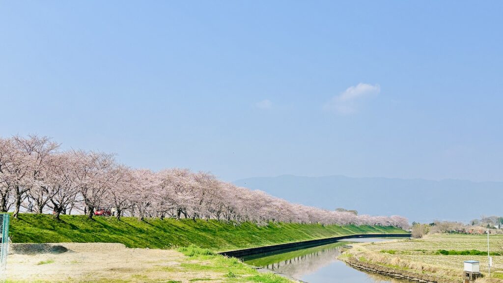 大榑川堤の桜並木