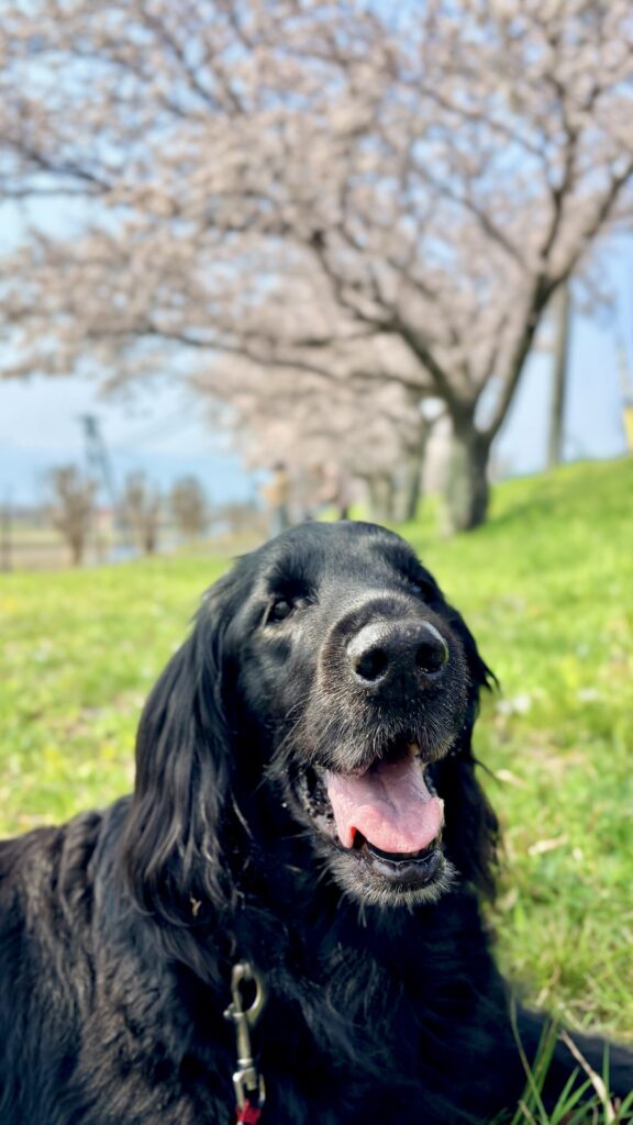 大榑川堤の桜並木