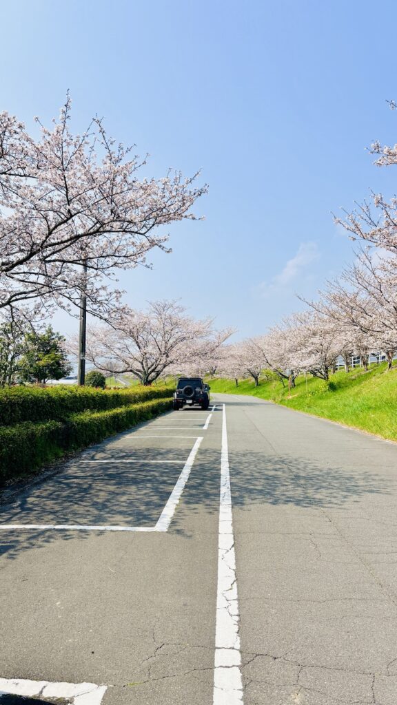 大榑川堤の桜並木