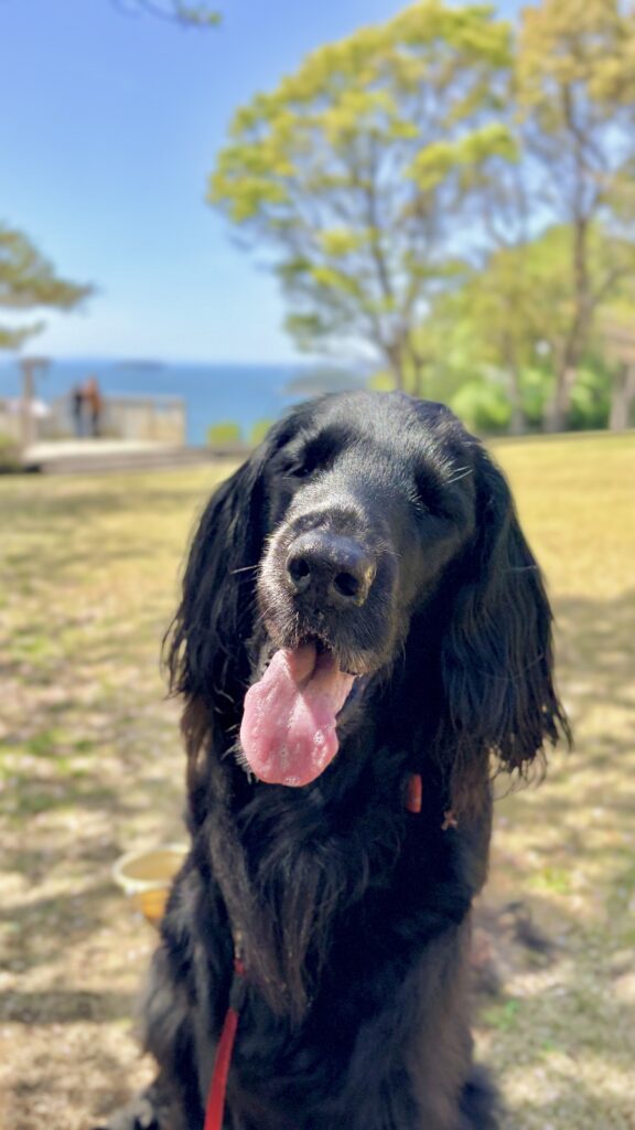 西浦園地から見た三河湾の絶景