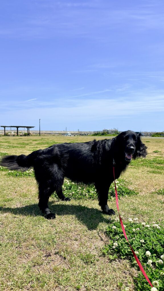 渚の交流館　しらす丼