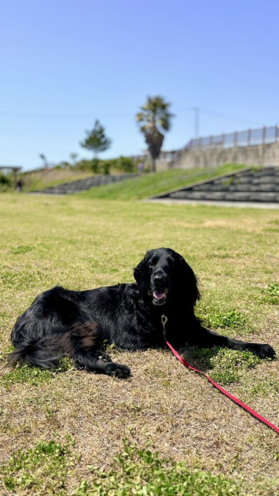 渚の交流館　しらす丼
