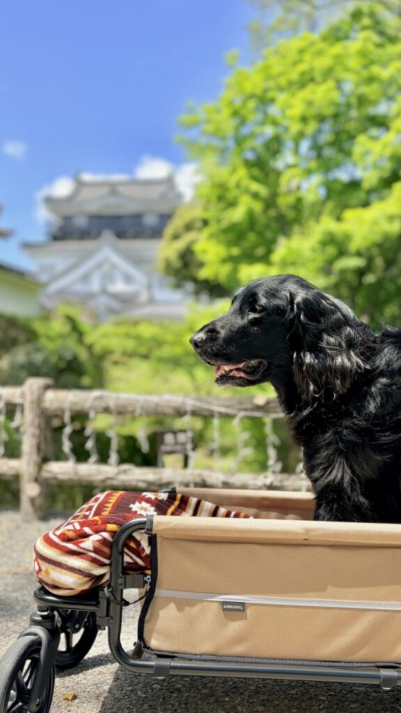 岡崎城公園の五万石藤