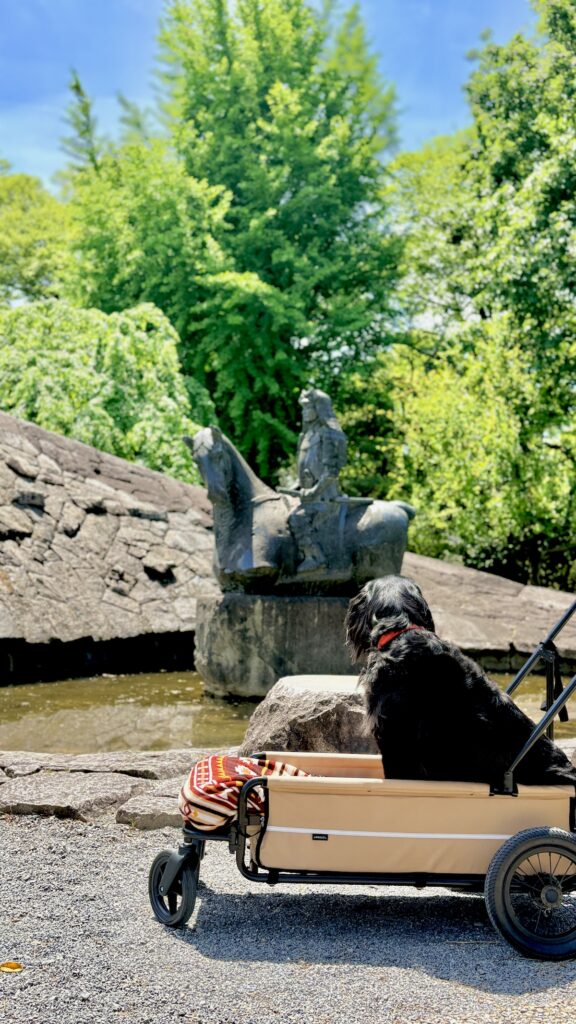 岡崎城公園の五万石藤