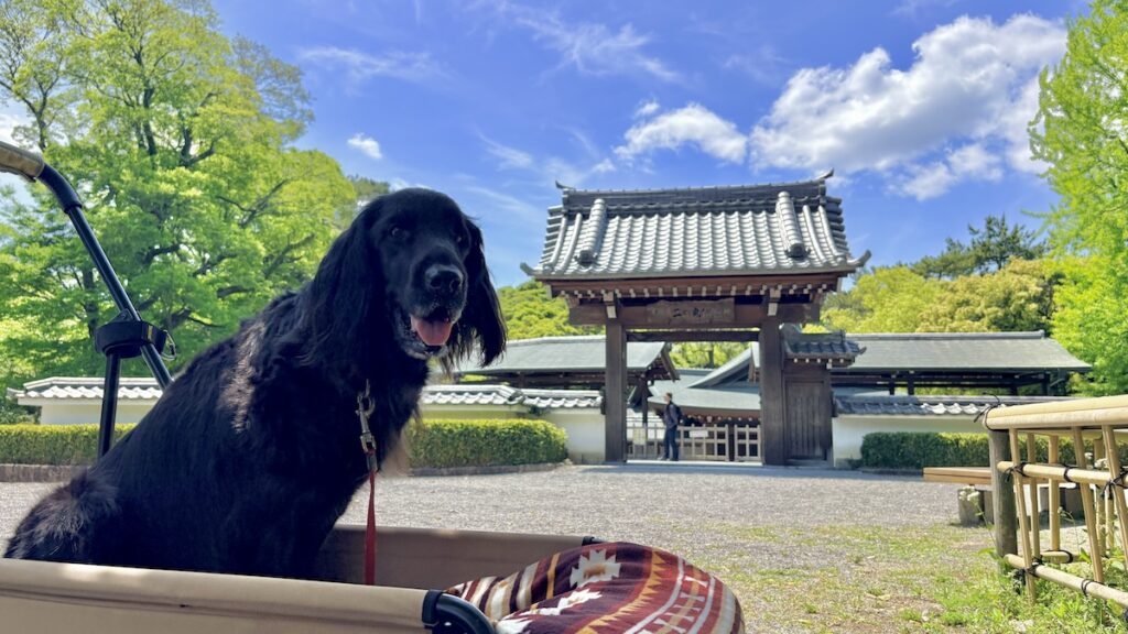岡崎城公園の五万石藤