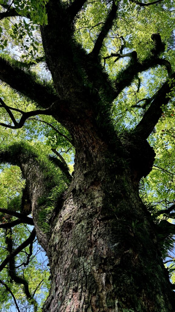 岡崎城公園の五万石藤