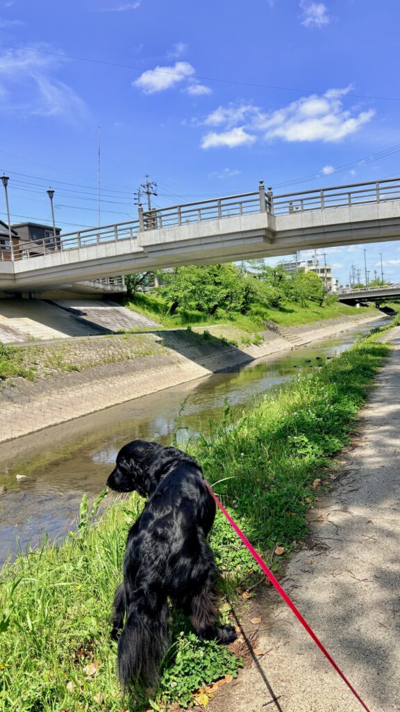 岡崎城公園の五万石藤