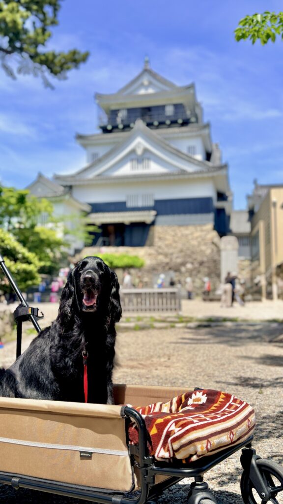 岡崎城公園の五万石藤