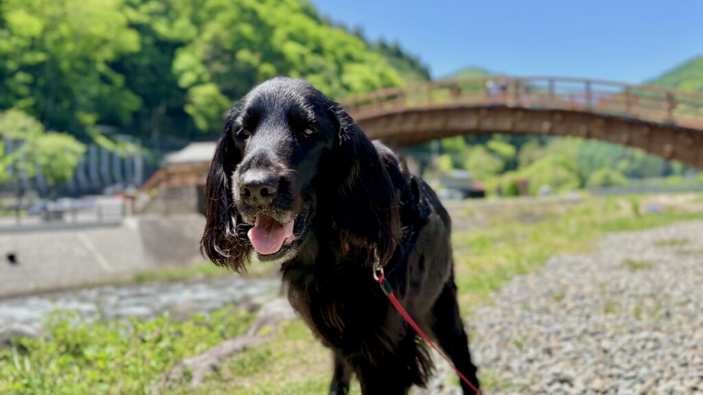 木曽大橋 犬連れ フラットコーテッドレトリバー 奈良井宿