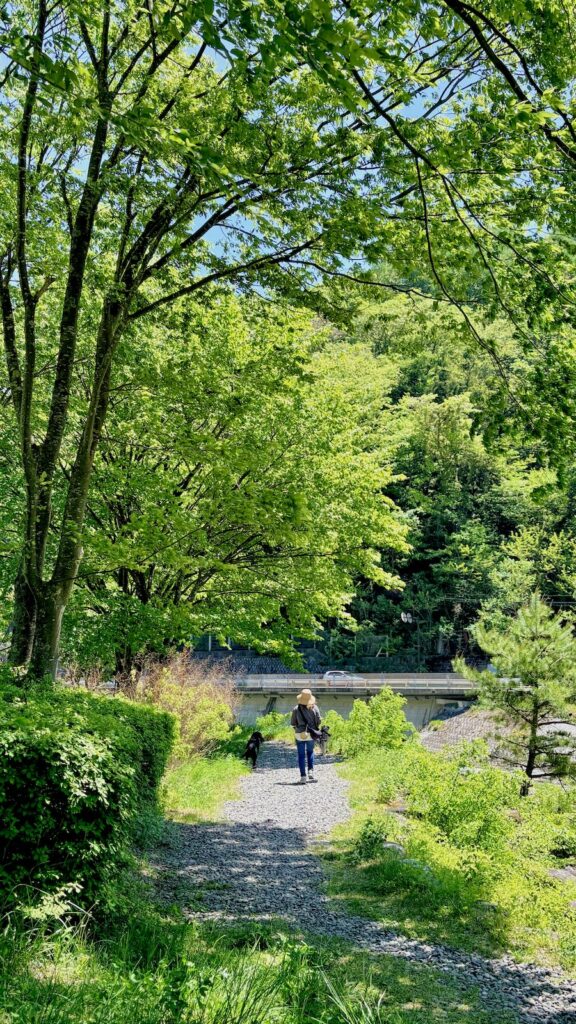 木曽大橋 犬連れ フラットコーテッドレトリバー 奈良井宿