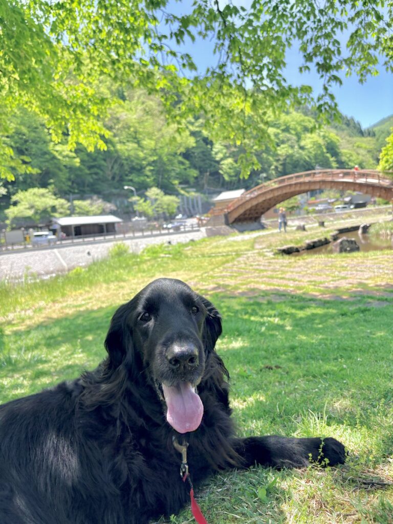 木曽大橋 犬連れ フラットコーテッドレトリバー 奈良井宿