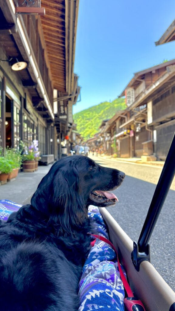 奈良井宿 大型犬 カート散策 フラットコーテッドレトリバー
