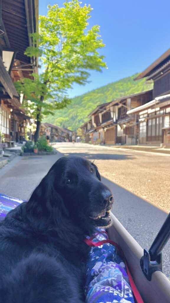 奈良井宿 大型犬 カート散策 フラットコーテッドレトリバー