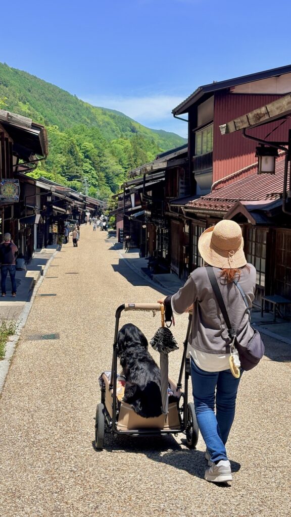 奈良井宿 大型犬 カート散策 フラットコーテッドレトリバー