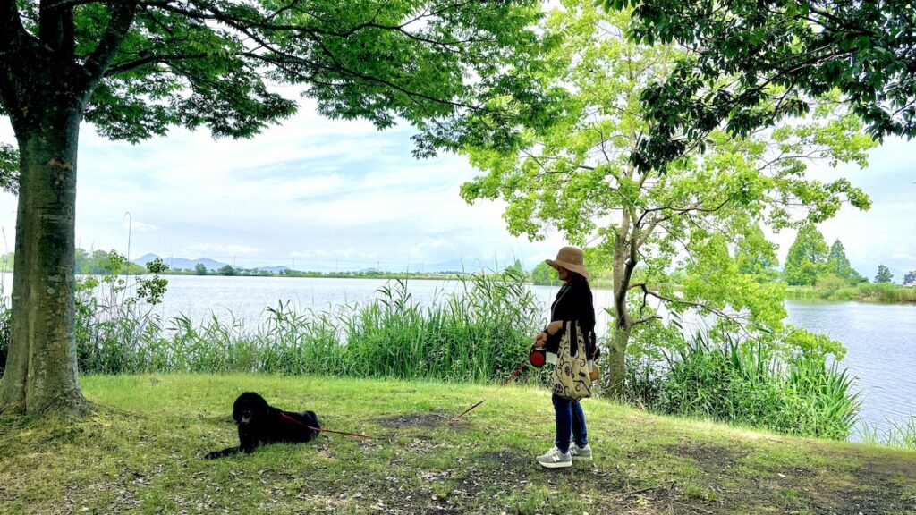 琵琶湖近く曽根沼湖岸緑地の呼吸根