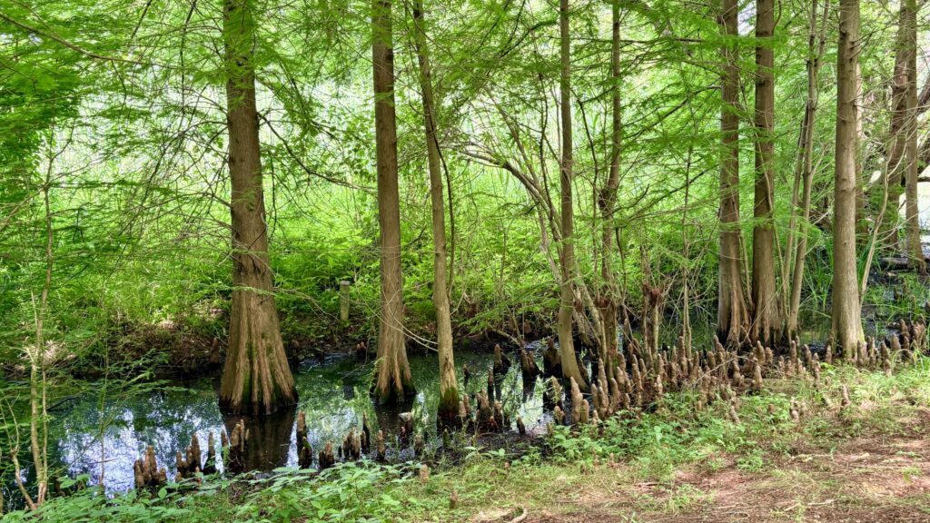 曽根沼湖岸緑地の呼吸根